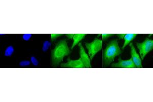 Immunocytochemistry/Immunofluorescence analysis using Rabbit Anti-HO-1 Polyclonal Antibody (ABIN361673 and ABIN361674). (HMOX1 Antikörper)