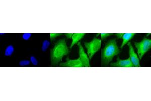 Immunocytochemistry/Immunofluorescence analysis using Rabbit Anti-HO-1 Polyclonal Antibody (ABIN361673 and ABIN361674). (HMOX1 Antikörper)