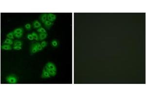 Immunofluorescence analysis of A549 cells, using GPR180 Antibody. (GPR180 Antikörper  (AA 241-290))