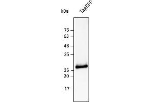 Western Blotting (WB) image for anti-TagRFP Fluorescent Protein antibody (ABIN7273101) (TagRFP Fluorescent Protein Antikörper)