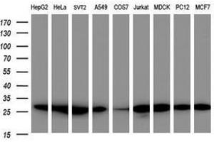 Image no. 4 for anti-Proteasome Subunit alpha 2 (PSMA2) (AA 50-234) antibody (ABIN1491566) (PSMA2 Antikörper  (AA 50-234))