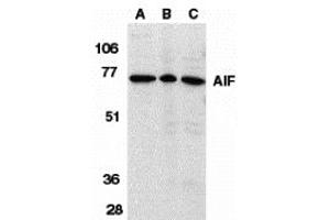 Western Blotting (WB) image for anti-Apoptosis-Inducing Factor, Mitochondrion-Associated, 1 (AIFM1) (Middle Region) antibody (ABIN1030846) (AIF Antikörper  (Middle Region))