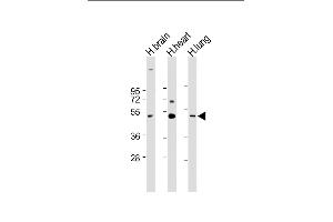 All lanes : Anti-CX3CL1 Antibody (Center) at 1:1000-1:2000 dilution Lane 1: Human brain lysate Lane 2: Human heart lysate Lane 3: Human lung lysate Lysates/proteins at 20 μg per lane. (CX3CL1 Antikörper  (AA 272-306))