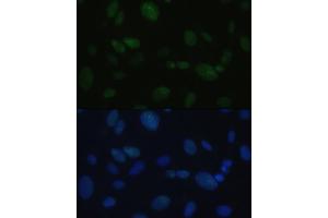 Immunofluorescence analysis of U-2OS cells using DNA-PKcs antibody (ABIN6134326, ABIN6146218, ABIN6146219 and ABIN6223647) at dilution of 1:100. (PRKDC Antikörper)