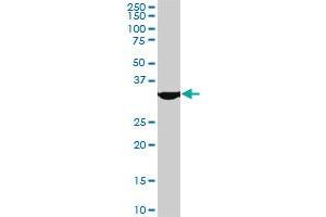 MEOX2 monoclonal antibody (M08), clone 5E1. (MEOX2 Antikörper  (AA 1-303))