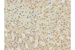 Immunohistochemistry of paraffin-embedded human adrenal gland tissue using ABIN7174711 at dilution of 1:100 (TMEM234 Antikörper  (AA 1-145))
