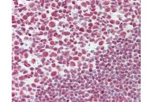 Anti-CELF2 / CUGBP2 antibody IHC staining of human tonsil. (CELF2 Antikörper  (AA 481-508))