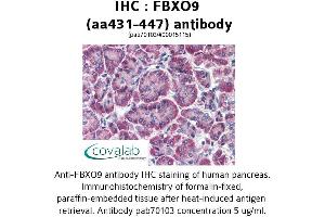 Image no. 1 for anti-F-Box Protein 9 (FBXO9) (AA 431-447) antibody (ABIN1734305) (FBXO9 Antikörper  (AA 431-447))
