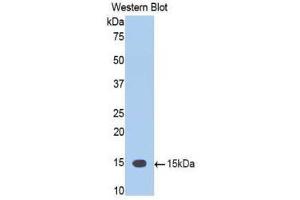 Western Blotting (WB) image for anti-Tumor Necrosis Factor (Ligand) Superfamily, Member 12 (TNFSF12) (AA 148-247) antibody (ABIN1860803)