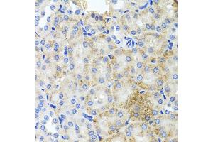 Immunohistochemistry of paraffin-embedded mouse kidney using PEX3 antibody (ABIN5975508) at dilution of 1/100 (40x lens). (PEX3 Antikörper)