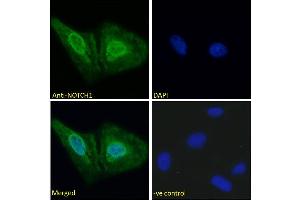 ABIN6391411 Immunofluorescence analysis of paraformaldehyde fixed U2OS cells, permeabilized with 0. (Notch1 Antikörper  (AA 171-182))