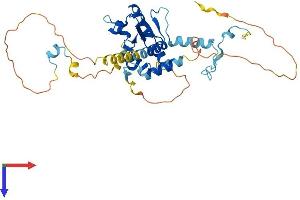 CEP41 Protein (AA 1-373) (His tag)