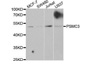 Western Blotting (WB) image for anti-Proteasome (Prosome, Macropain) 26S Subunit, ATPase, 3 (PSMC3) antibody (ABIN1874383) (PSMC3 Antikörper)