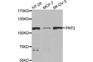 Western blot analysis of extracts of various cell lines, using PKP2 antibody. (Plakophilin 2 Antikörper)