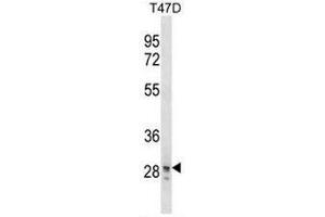 SNAI3 Antibody (N-term) western blot analysis in T47D cell line lysates (35µg/lane). (SNAI3 Antikörper  (N-Term))