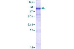 ENDOD1 Protein (AA 1-500) (GST tag)