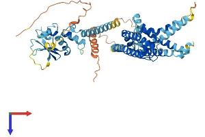 KCNG4 Protein (AA 1-519) (His tag)
