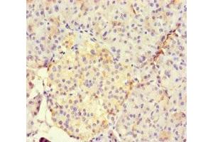 Immunohistochemistry of paraffin-embedded human pancreatic tissue using ABIN7165188 at dilution of 1:100 (RUNX1T1 Antikörper  (AA 416-525))