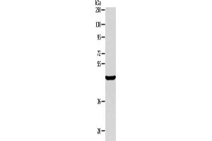 Western Blotting (WB) image for anti-AlkB, Alkylation Repair Homolog 1 (ALKBH1) antibody (ABIN2422379) (ALKBH1 Antikörper)