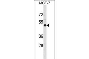 NMBR Antibody (N-term) (ABIN1538805 and ABIN2848503) western blot analysis in MCF-7 cell line lysates (35 μg/lane).