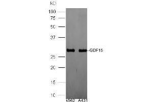 Lane 1: Human K562 lysates, Lane 2: Human A431 lysates probed with Rabbit Anti-GDF15/MIC-1 Polyclonal Antibody, Unconjugated  at 1:5000 for 90 min at 37˚C. (GDF15 Antikörper  (AA 221-308))