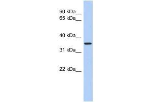 WB Suggested Anti-POLR3F Antibody Titration:  0. (POLR3F Antikörper  (N-Term))