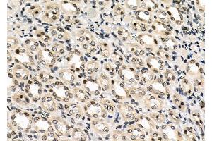 ABIN6259106 and ABIN6273597 at 1/100 staining Rat kidney tissue by IHC-P. (MIXL1 Antikörper  (Internal Region))