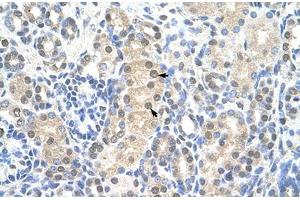 Immunohistochemical staining (Formalin-fixed paraffin-embedded sections) of human kidney with MCM7 polyclonal antibody . (MCM7 Antikörper  (AA 301-350))