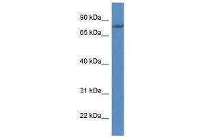 Western Blot showing FLYWCH1 antibody used at a concentration of 1. (FLYWCH1 Antikörper  (C-Term))