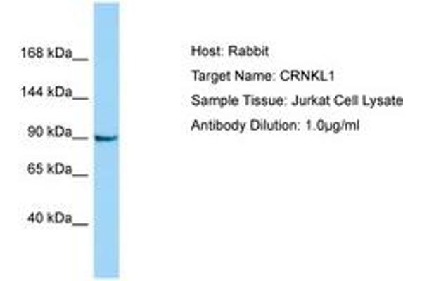 CRNKL1 Antikörper  (AA 760-809)