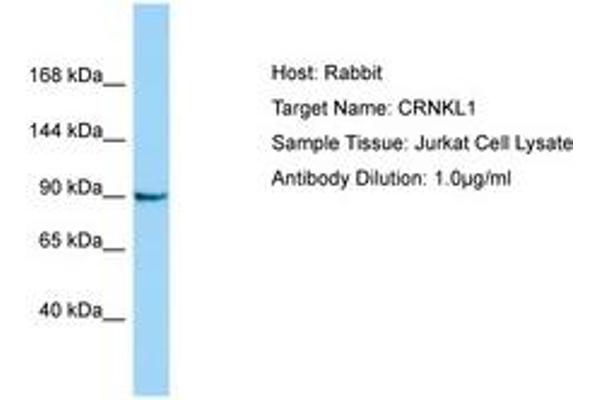CRNKL1 抗体  (AA 760-809)
