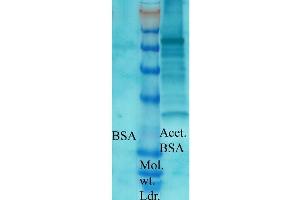 Western blot analysis of Bovine serum albumin showing detection of Acetylated Lysine protein using Rabbit Anti-Acetylated Lysine Polyclonal Antibody . (Lysine (lys) (acetylated) Antikörper)