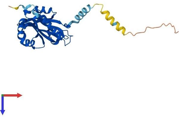 NAT15 Protein (AA 1-242) (His tag)