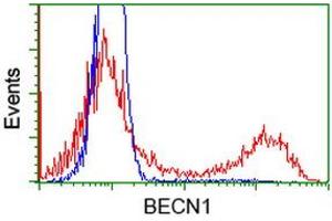 HEK293T cells transfected with either RC201629 overexpress plasmid (Red) or empty vector control plasmid (Blue) were immunostained by anti-BECN1 antibody (ABIN2454372), and then analyzed by flow cytometry. (Beclin 1 Antikörper)
