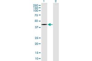 Western Blot analysis of RPTOR expression in transfected 293T cell line by RPTOR MaxPab polyclonal antibody. (Raptor Antikörper  (AA 1-379))