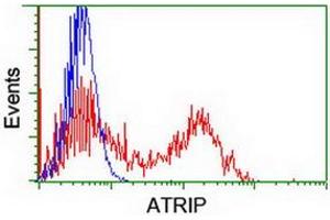 HEK293T cells transfected with either RC223562 overexpress plasmid (Red) or empty vector control plasmid (Blue) were immunostained by anti-ATRIP antibody (ABIN2455758), and then analyzed by flow cytometry. (ATRIP Antikörper  (AA 42-309))