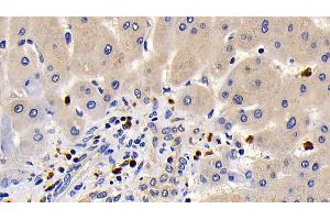 Immunohistochemistry (IHC) image for anti-BCL2-Like 1 (BCL2L1) (AA 2-212) antibody (ABIN7426781)