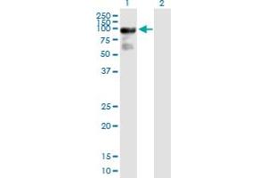 Western Blot analysis of ARHGAP24 expression in transfected 293T cell line by ARHGAP24 MaxPab polyclonal antibody.