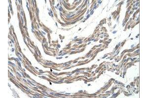 Image no. 1 for anti-serine/threonine Kinase 11 (STK11) (AA 71-120) antibody (ABIN203483) (LKB1 Antikörper  (AA 71-120))