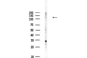 anti-Centriolin (CNTRL) antibody