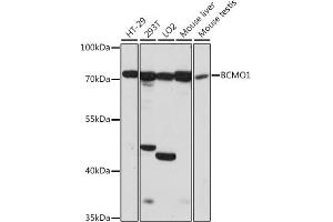 Western blot analysis of extracts of various cell lines, using BCMO1 antibody (ABIN7265877) at 1:1000 dilution.