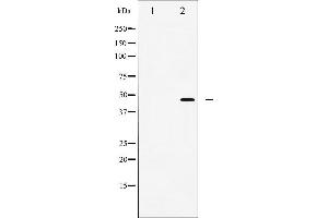 Western blot analysis of wnt1 expression in NIH3T3 cell lysate. (WNT1 Antikörper  (C-Term))
