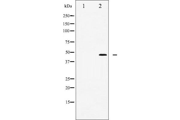 WNT1 antibody  (C-Term)