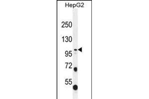 COL21A1 Antikörper  (N-Term)