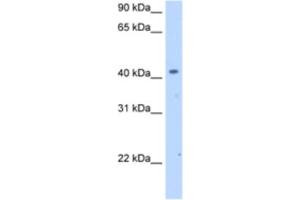 Western Blotting (WB) image for anti-Solute Carrier Family 25 (Mitochondrial Carrier, Phosphate Carrier), Member 24 (SLC25A24) antibody (ABIN2462753) (SLC25A24 Antikörper)