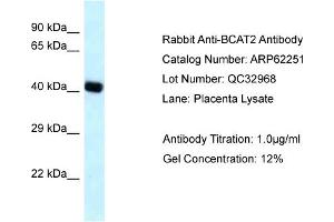 Western Blotting (WB) image for anti-Branched Chain Amino-Acid Transaminase 2, Mitochondrial (BCAT2) (N-Term) antibody (ABIN2789081) (BCAT2 Antikörper  (N-Term))
