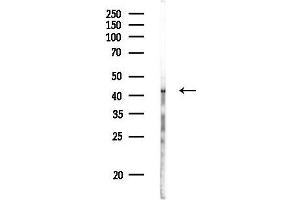 Western blot analysis of lysates from Rat liver, using P2X3 Antibody at 1/1000 dilution.