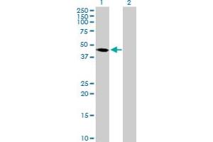 Western Blot analysis of PAK1IP1 expression in transfected 293T cell line by PAK1IP1 MaxPab polyclonal antibody. (PAK1IP1 Antikörper  (AA 1-392))