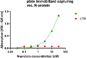 Anti-nucleocapsid protein antibody, (ABIN7581774), was coated into MTP wells for antigen capture. (Rekombinanter SARS-CoV-2 Nucleocapsid Antikörper  (Whole Molecule))
