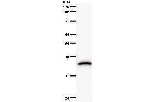 Western Blotting (WB) image for anti-HMG Box Domain Containing 4 (HMGXB4) antibody (ABIN931139) (HMGXB4 Antikörper)